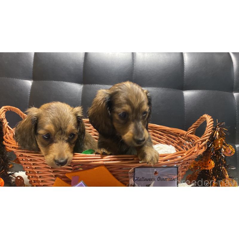 成約済の岐阜県のミニチュアダックスフンド(ロングヘアード)-413678の10枚目