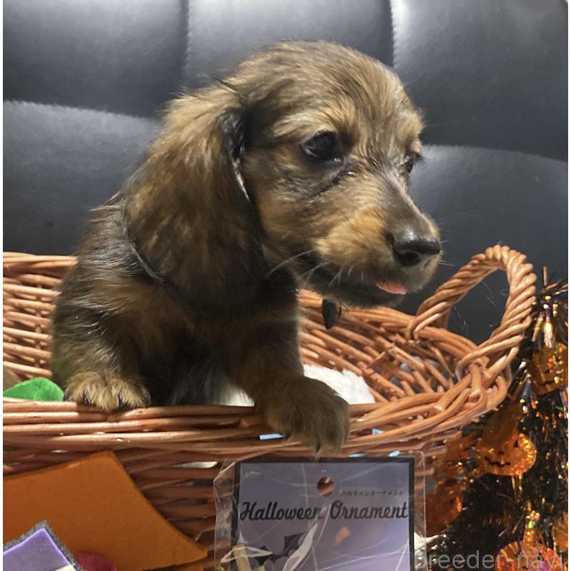 成約済の岐阜県のミニチュアダックスフンド(ロングヘアード)-413678の9枚目