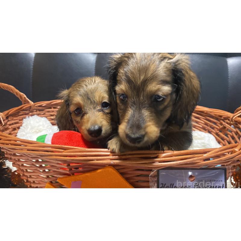 成約済の岐阜県のミニチュアダックスフンド(ロングヘアード)-413678の8枚目