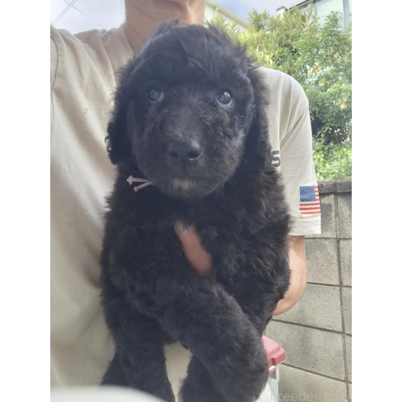 商談中の群馬県のスタンダードプードル-418238の5枚目