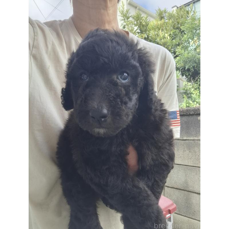 商談中の群馬県のスタンダードプードル-418238の4枚目