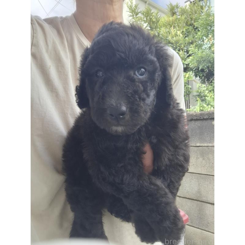 商談中の群馬県のスタンダードプードル-418238の3枚目