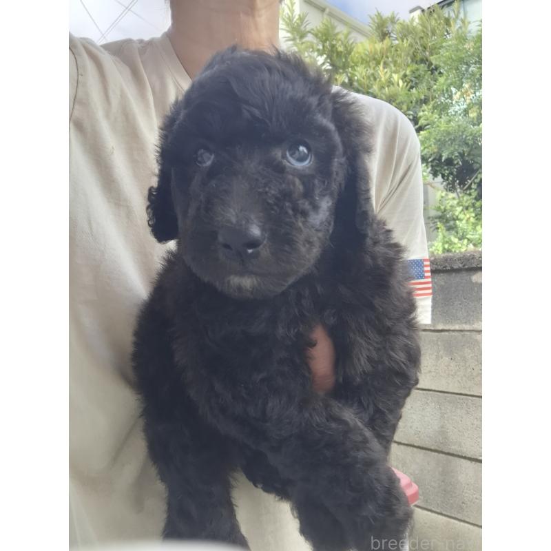 商談中の群馬県のスタンダードプードル-418238の2枚目