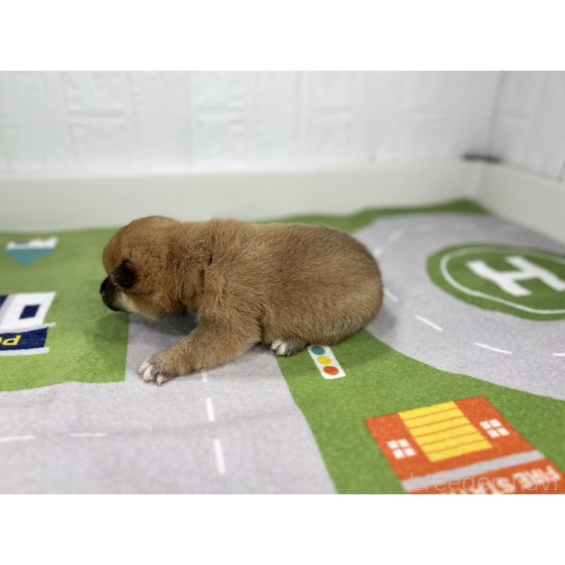 販売中の愛知県のミックス犬-420005の6枚目