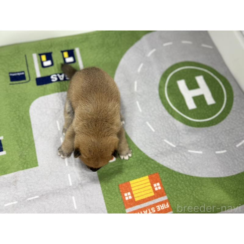 販売中の愛知県のミックス犬-420005の5枚目