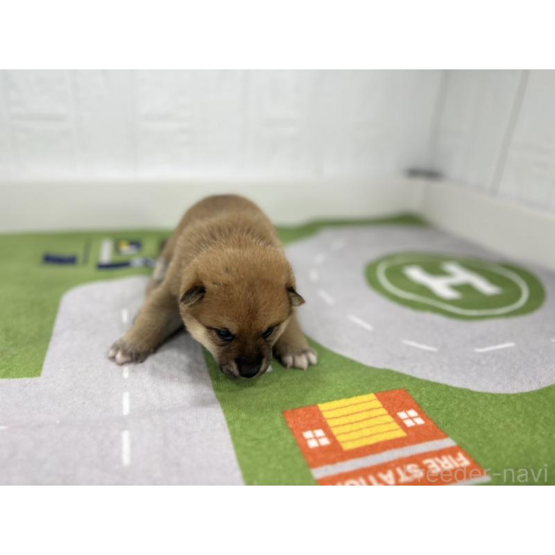 販売中の愛知県のミックス犬-420005の4枚目