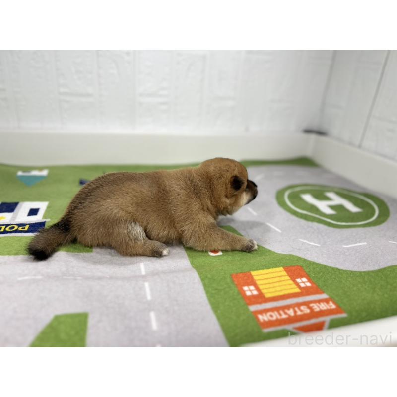 販売中の愛知県のミックス犬-420005の2枚目