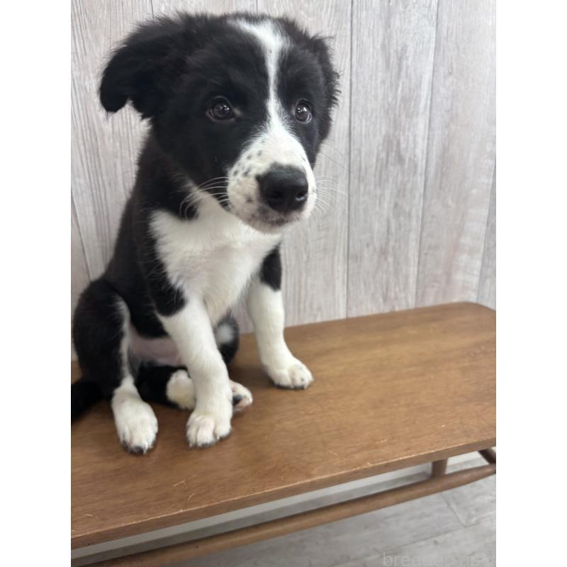 販売中の茨城県のボーダーコリー-413756の3枚目