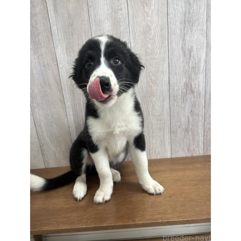 販売中の茨城県のボーダーコリー-413756の2枚目