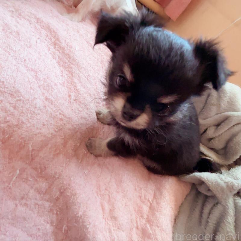 販売中の香川県のチワワ(ロングコート)-414547の9枚目