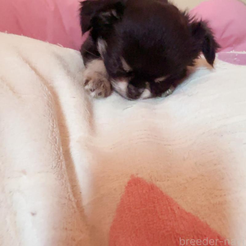 販売中の香川県のチワワ(ロングコート)-414547の8枚目