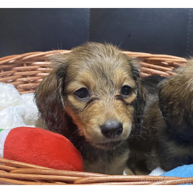 成約済の岐阜県のミニチュアダックスフンド(ロングヘアード)-413680の10枚目