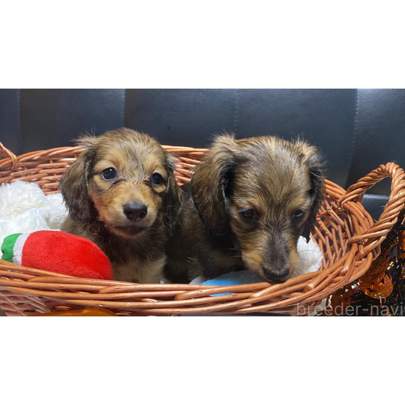 成約済の岐阜県のミニチュアダックスフンド(ロングヘアード)-413680の9枚目