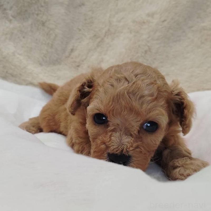 販売中の茨城県のタイニープードル-414044の4枚目