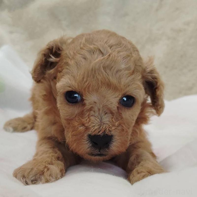 販売中の茨城県のタイニープードル-414044の3枚目