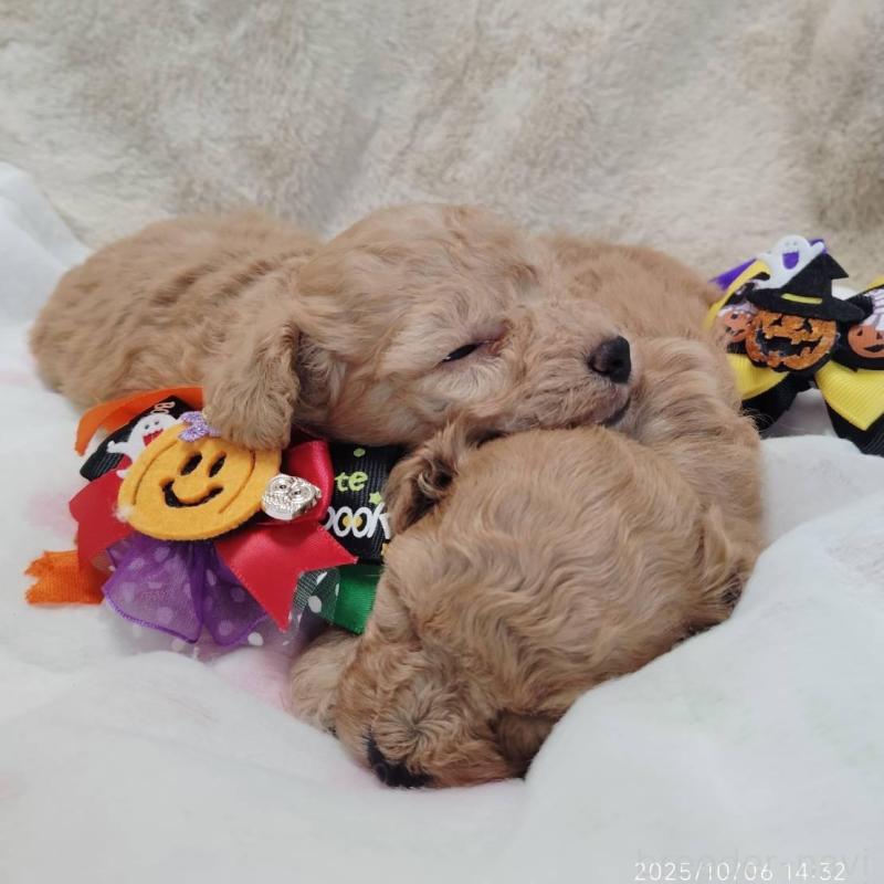 販売中の茨城県のタイニープードル-414044の2枚目