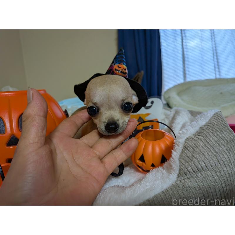 成約済の秋田県のチワワ(スムースコート)-417383の4枚目