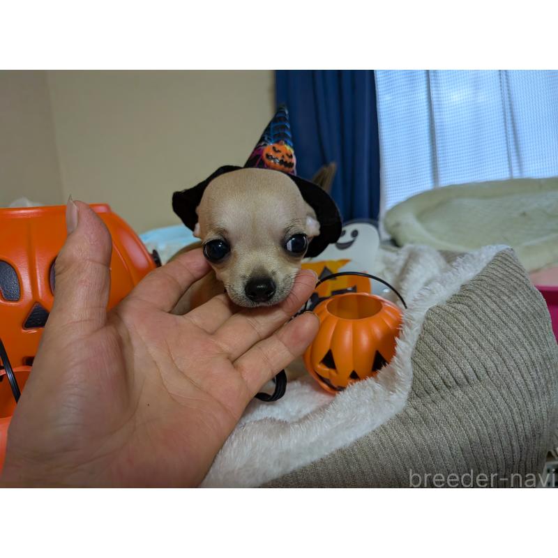 成約済の秋田県のチワワ(スムースコート)-417383の3枚目