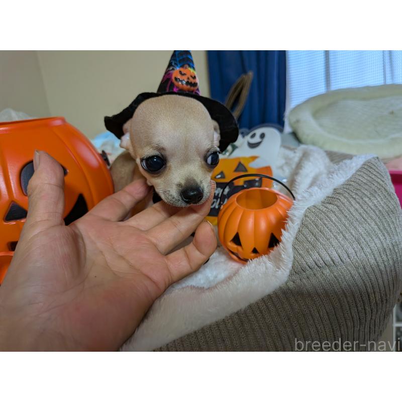 成約済の秋田県のチワワ(スムースコート)-417383の2枚目