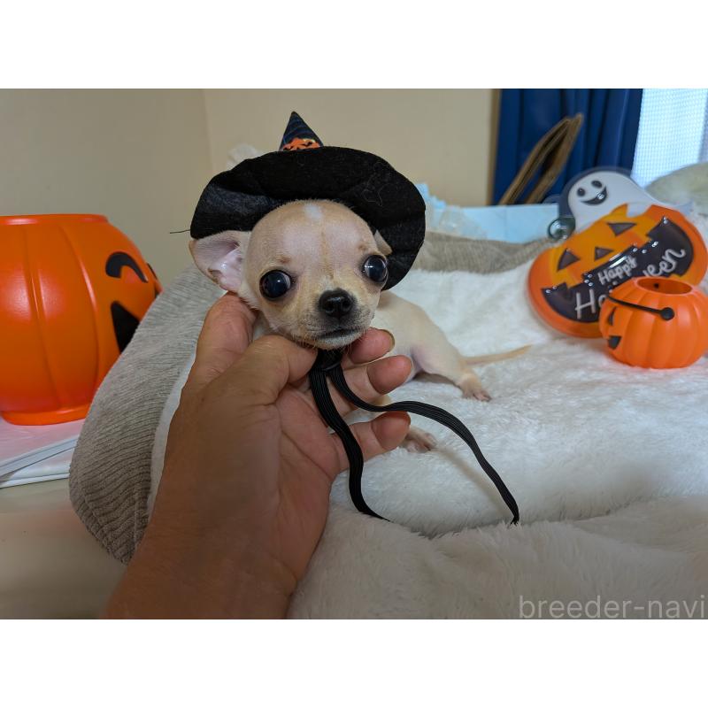 成約済の秋田県のチワワ(スムースコート)-417377の4枚目