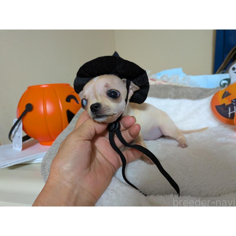 成約済の秋田県のチワワ(スムースコート)-417377の3枚目