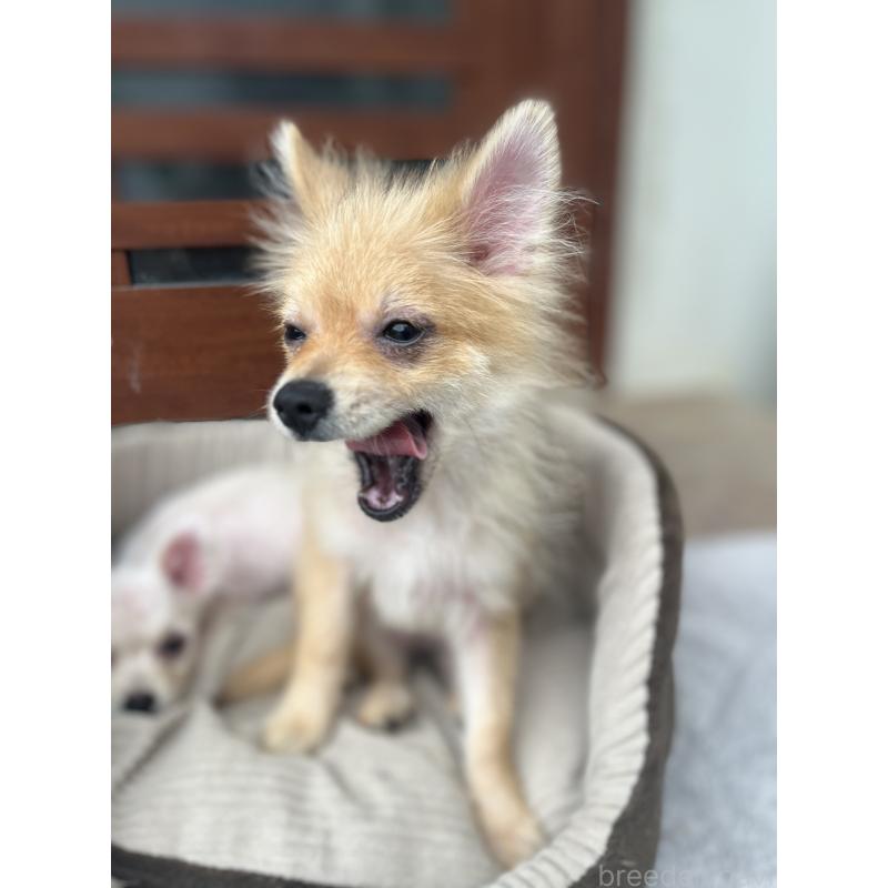 販売中の沖縄県のポメラニアン-404030の2枚目