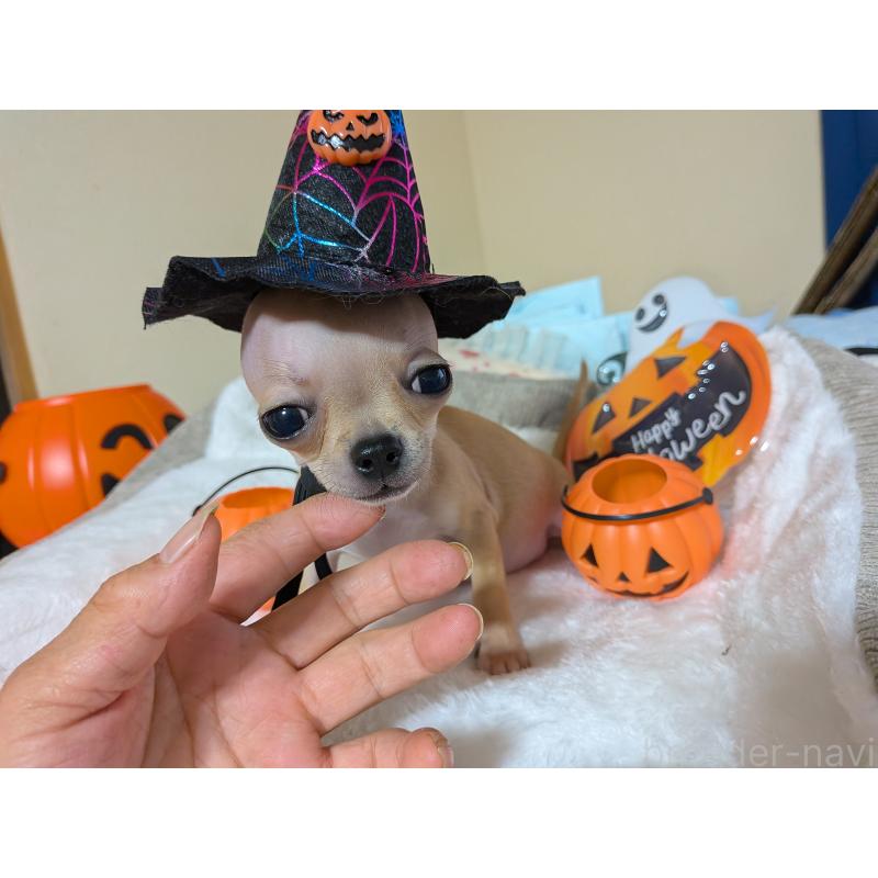 成約済の秋田県のチワワ(スムースコート)-417381の4枚目