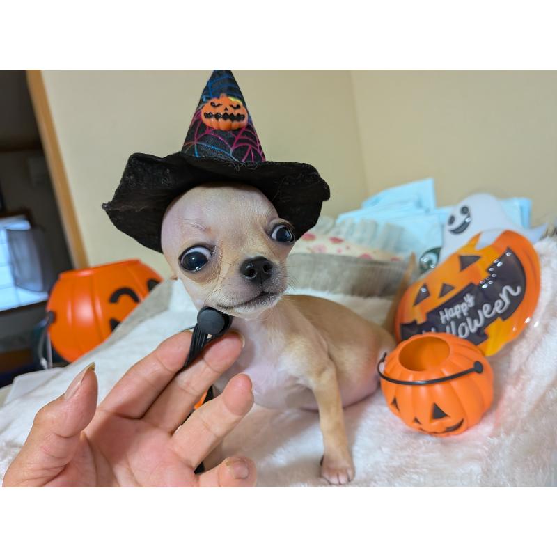 成約済の秋田県のチワワ(スムースコート)-417381の3枚目