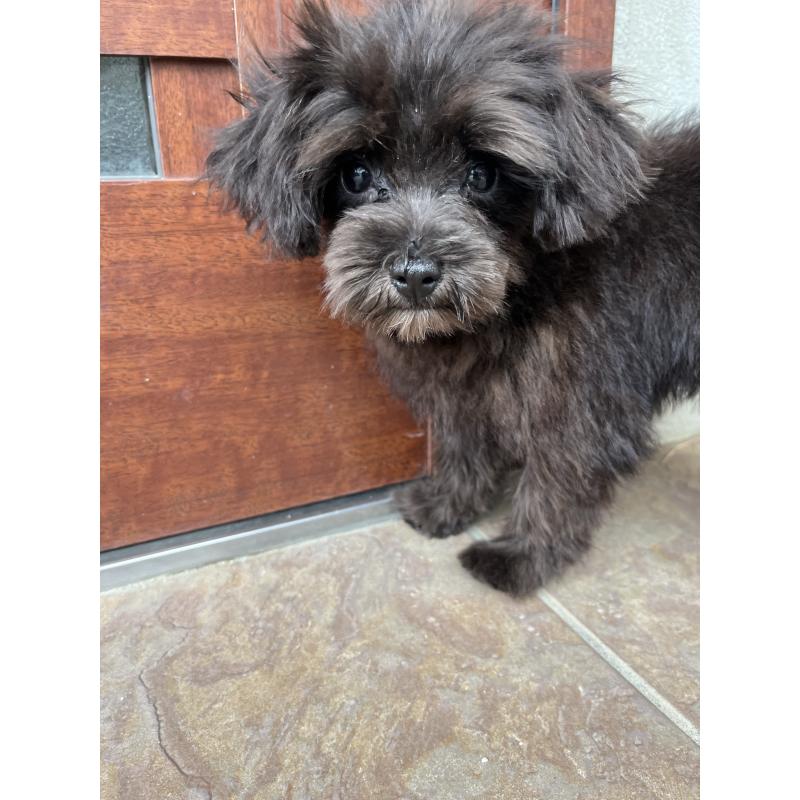 販売中の沖縄県のマルプー:マルチーズ×トイプードル-405077の4枚目