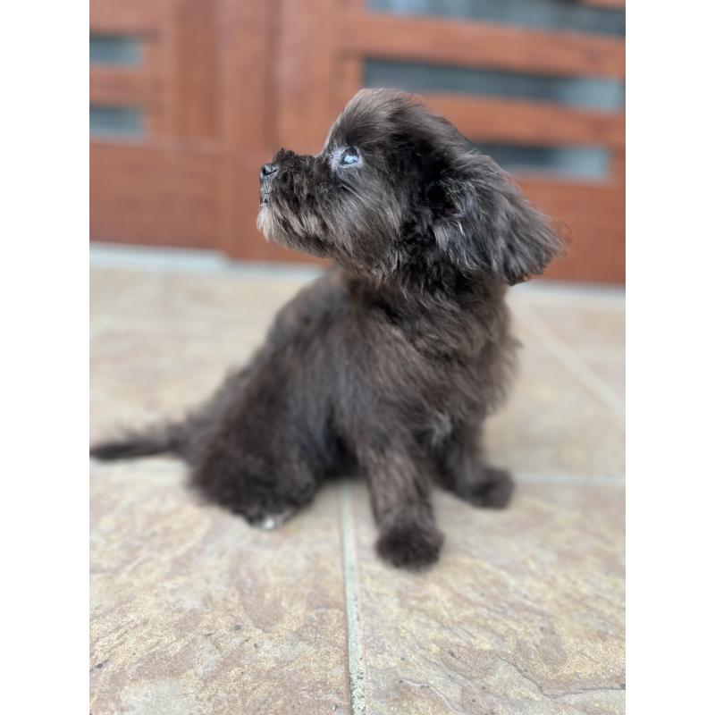 販売中の沖縄県のマルプー:マルチーズ×トイプードル-405077の3枚目