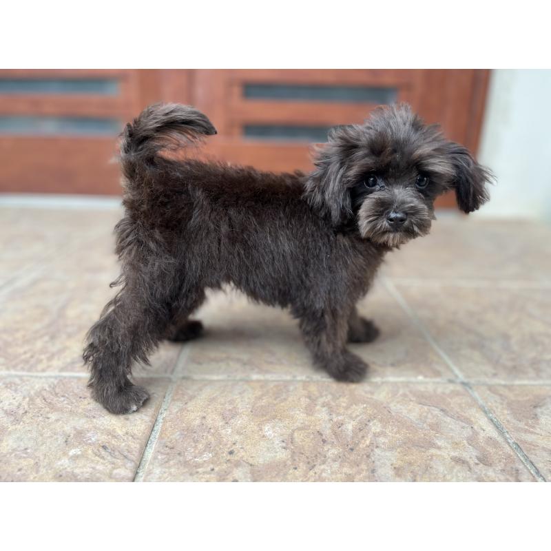 販売中の沖縄県のマルプー:マルチーズ×トイプードル-405077の2枚目