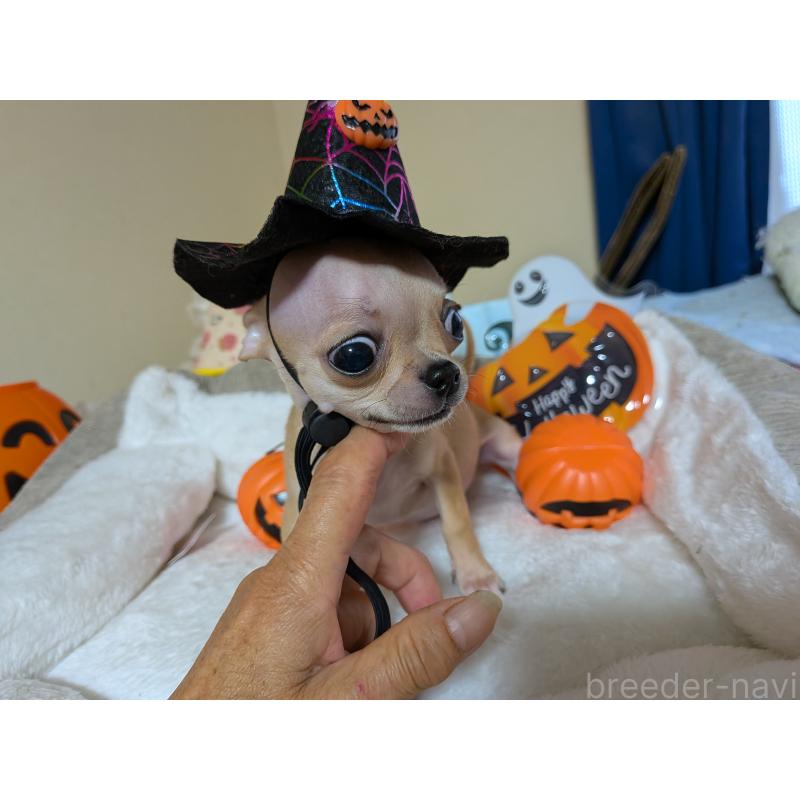 成約済の秋田県のチワワ(スムースコート)-417378の4枚目