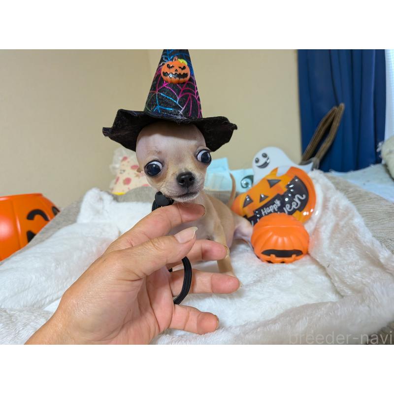 成約済の秋田県のチワワ(スムースコート)-417378の2枚目