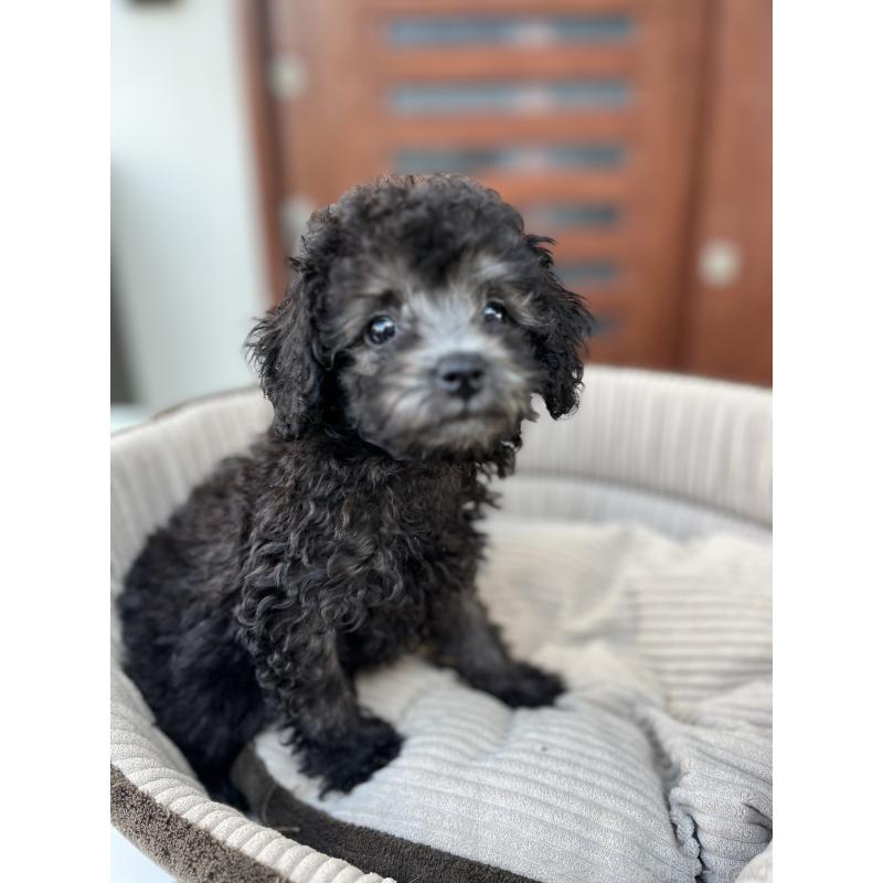 販売中の沖縄県のトイプードル-416305の2枚目