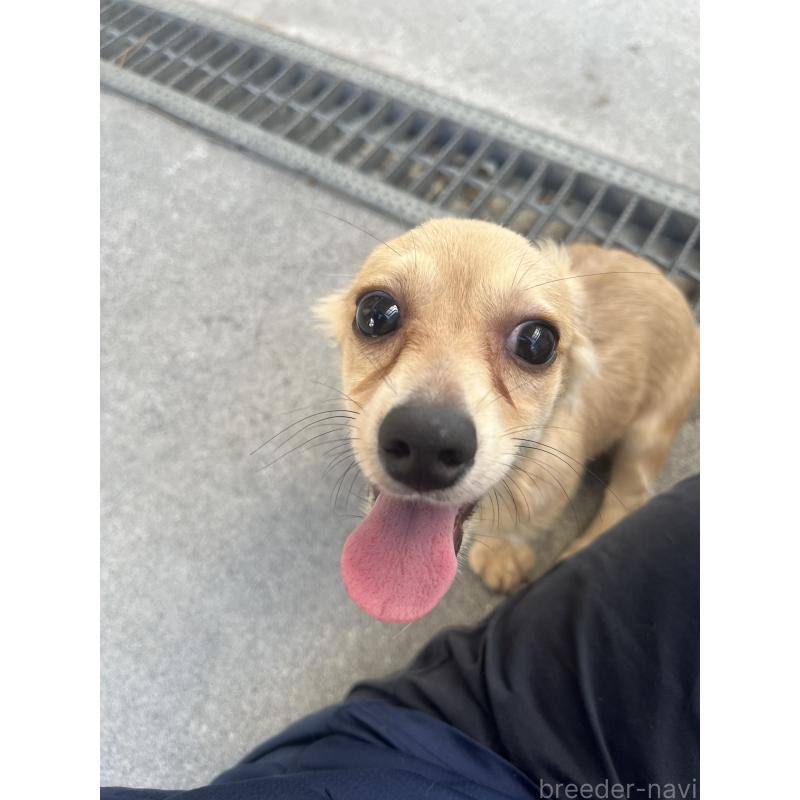 販売中の沖縄県のチワックス:チワワ×ミニチュアダックスフンド-403425の2枚目