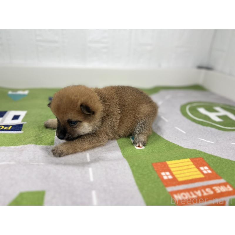 販売中の愛知県のミックス犬-420009の6枚目