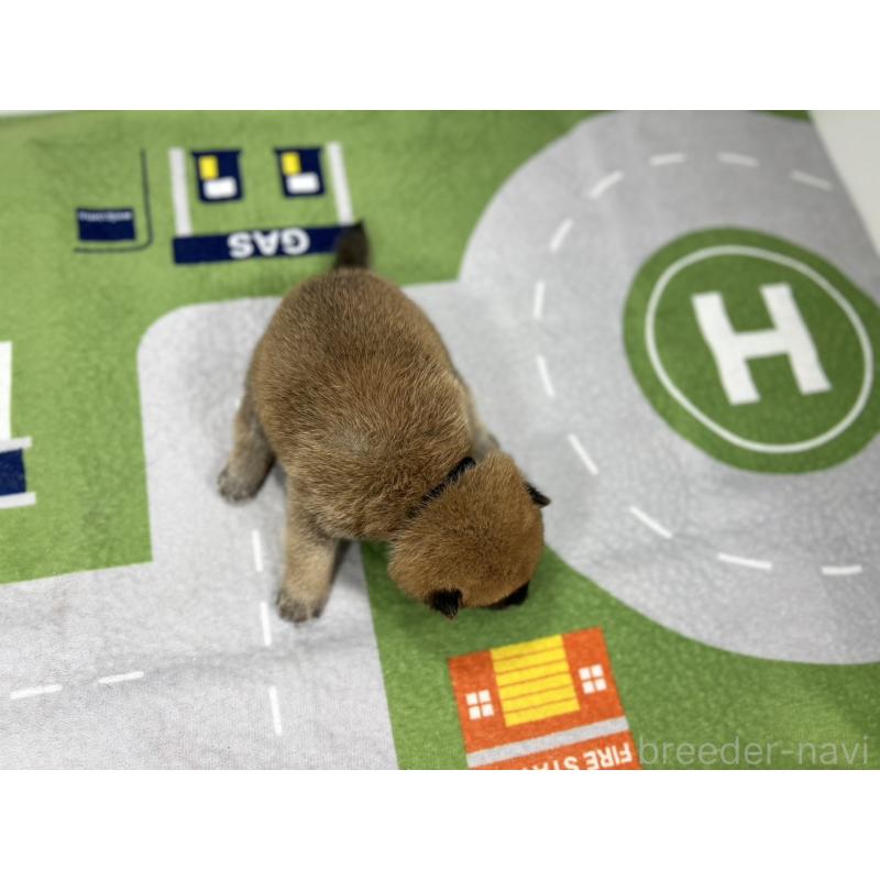 販売中の愛知県のミックス犬-420009の5枚目