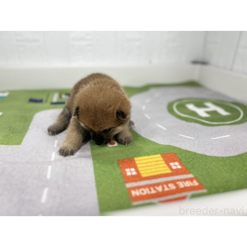 販売中の愛知県のミックス犬-420009の4枚目