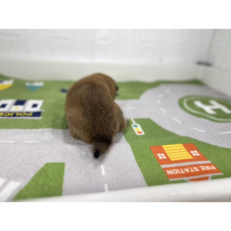 販売中の愛知県のミックス犬-420009の3枚目
