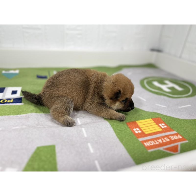 販売中の愛知県のミックス犬-420009の2枚目