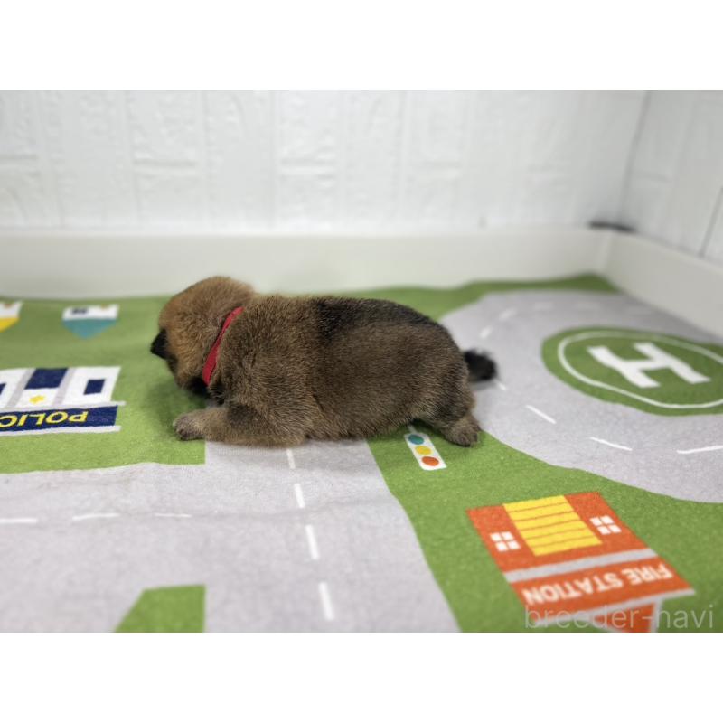 販売中の愛知県のミックス犬-420011の6枚目