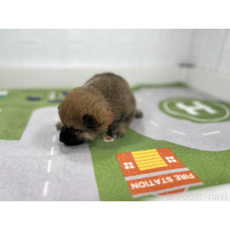 販売中の愛知県のミックス犬-420011の4枚目