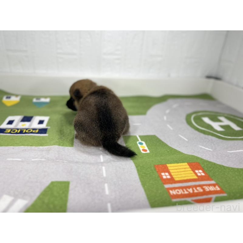 販売中の愛知県のミックス犬-420011の3枚目
