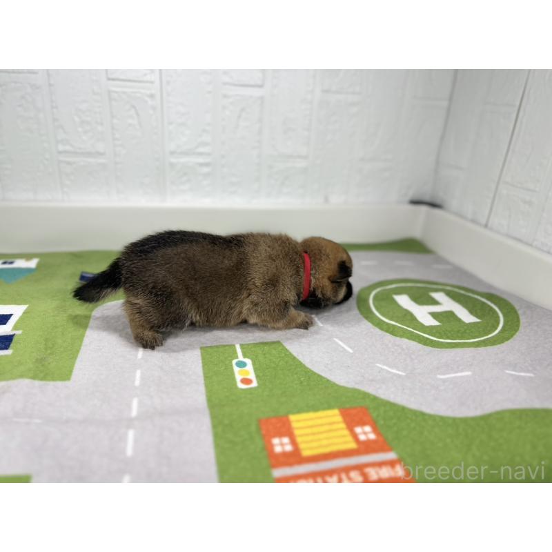 販売中の愛知県のミックス犬-420011の2枚目