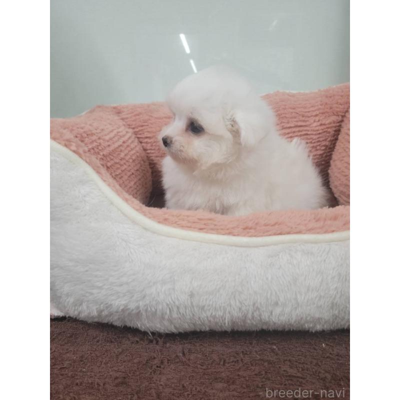 販売中の栃木県のポメマル:ポメラニアン×マルチーズ-420014の2枚目
