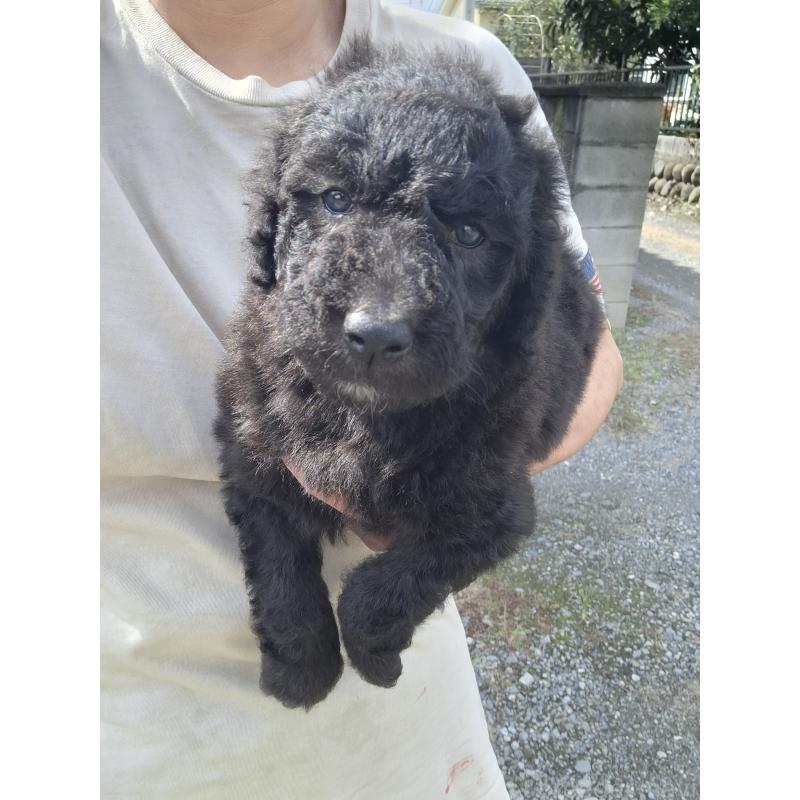 販売中の群馬県のスタンダードプードル-417099の11枚目