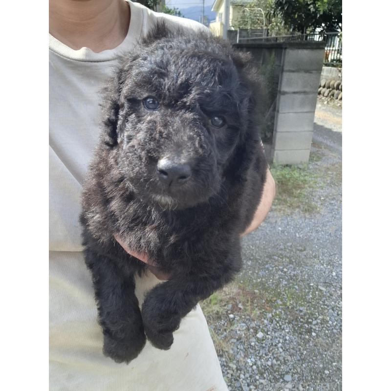 販売中の群馬県のスタンダードプードル-417099の9枚目