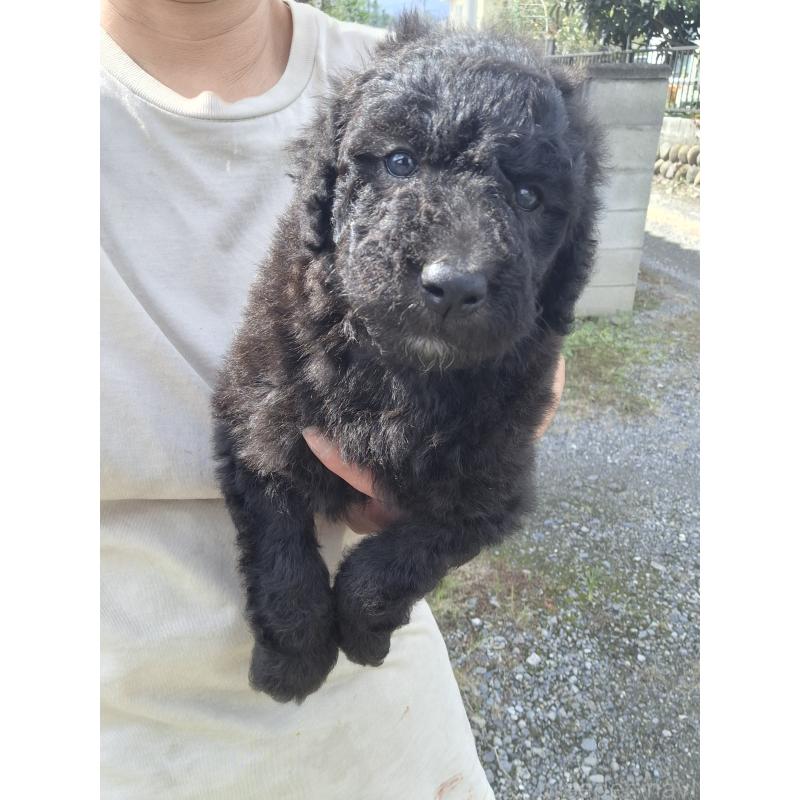 販売中の群馬県のスタンダードプードル-417099の7枚目