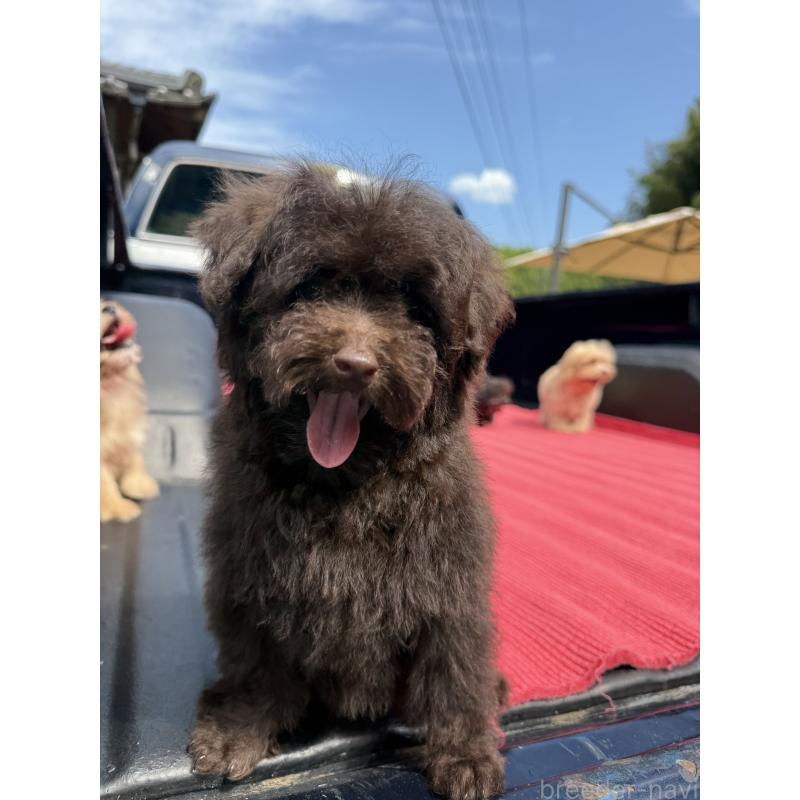 販売中の福岡県のトイプードル-408790の2枚目