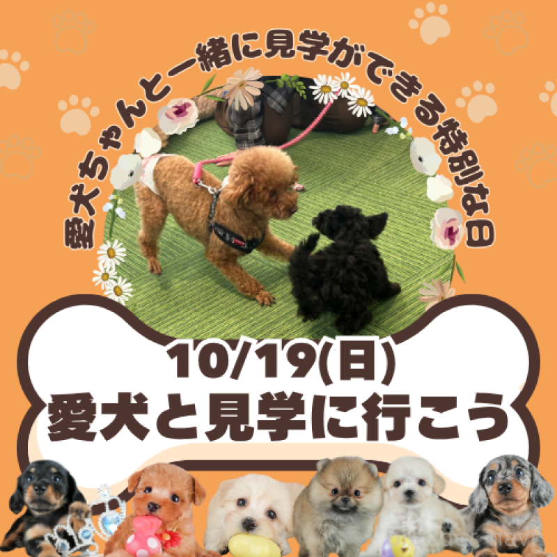 販売中の茨城県のミックス犬-412715の3枚目